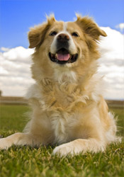 Dog Grooming by A-1 Pet Grooming in Lemont